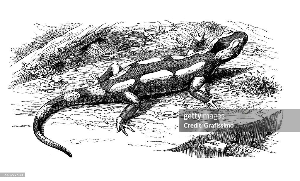 Amphibia fire salamander engraving 1881
