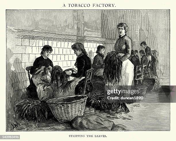 victorian tobacco factory workers stripping leaves - tobacco crop stock illustrations