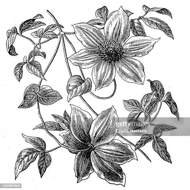 clematis flowers - live oak tree stock illustrations