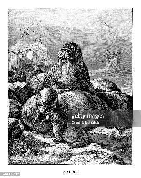 walrus - walrus stock illustrations