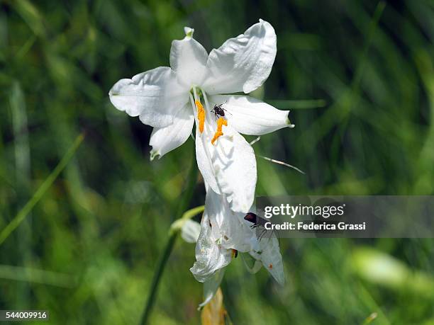 white flower of paradisea liliastrum in the natural park of the high antrona valley in northern italy - paradisaeidae stock pictures, royalty-free photos & images