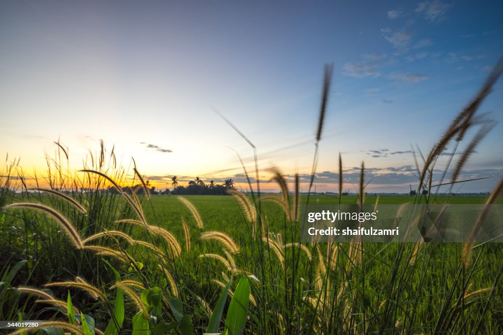 Rice fields in Sungai Besar