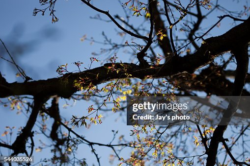 Maple leaf Maple leaf