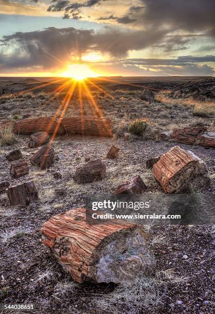 sunset in the petrified forest - the petrified forest national park stock pictures, royalty-free photos & images