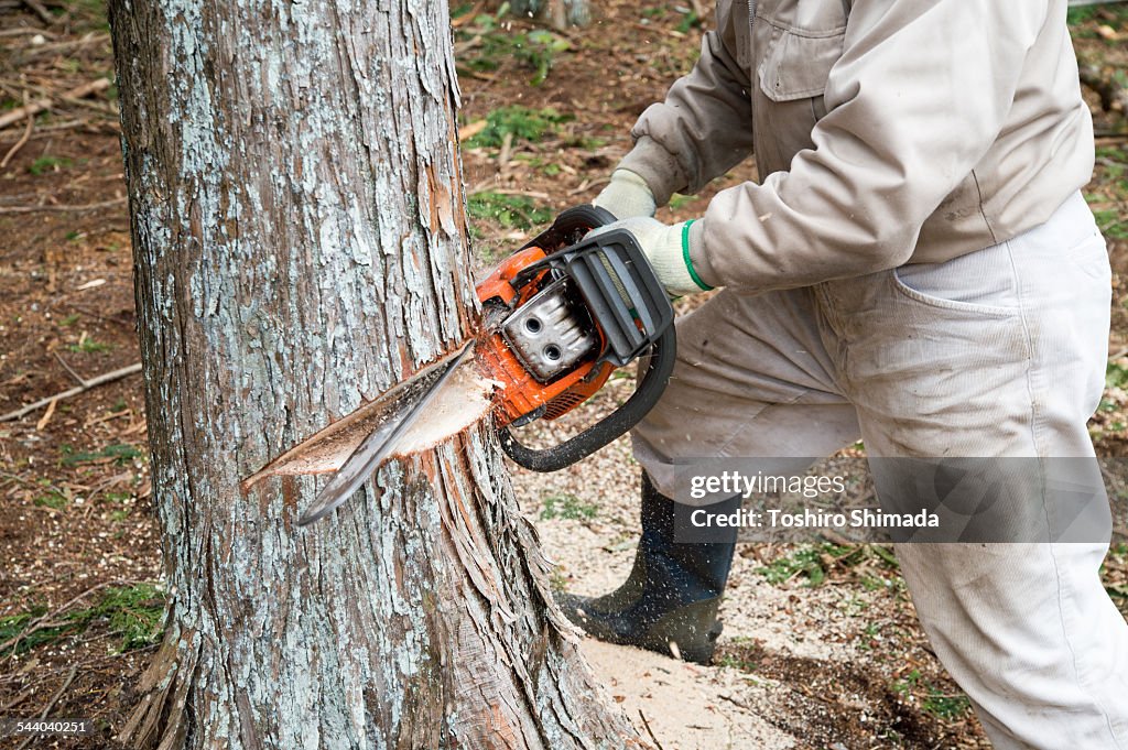 Process of downing a tree part 3