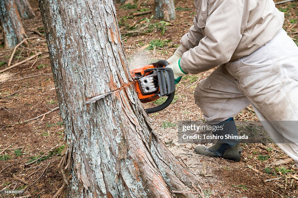 Process of downing a tree part 1