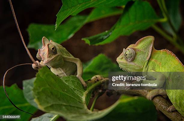 chameleons in the vegetation - colorazione aposematica foto e immagini stock