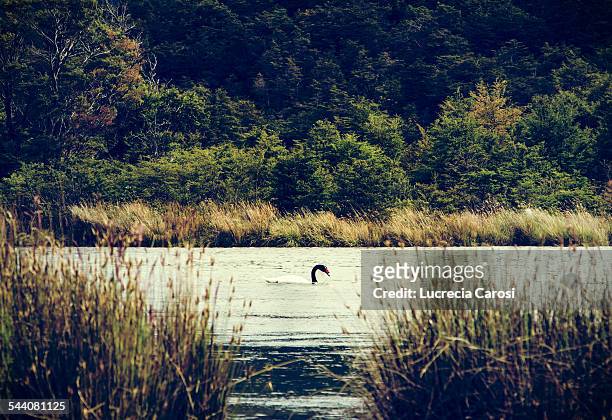 cisne de cuello negro - cisne stock pictures, royalty-free photos & images