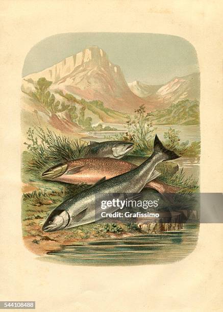 stockillustraties, clipart, cartoons en iconen met salmon trout fish engraving 1881 - alaska amerikaanse staat