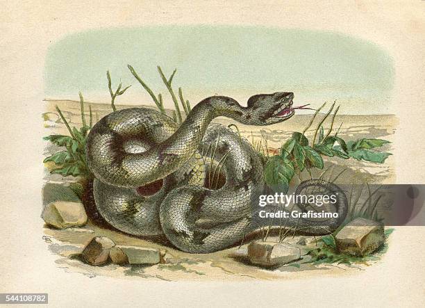 timber rattlesnake engraving 1881 - rattlesnake stock illustrations