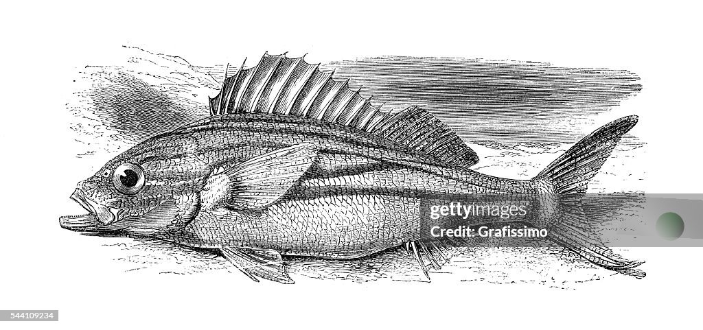 Haemulon grunt fish engraving 1881