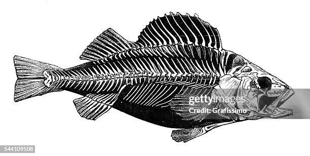 skeleton of perca fish engraving 1881 - fish skeleton stock illustrations