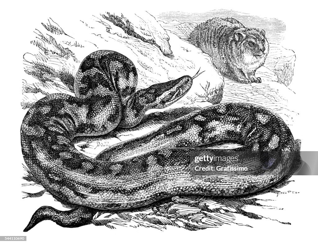 African rock python snake engraving 1881
