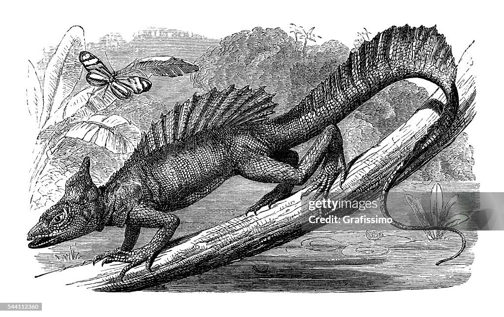 Reptile lizard basilisk engraving 1881