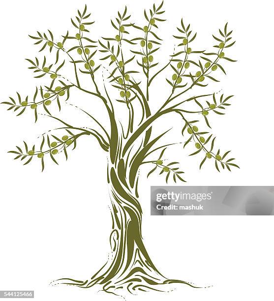 olive tree - olive tree stock illustrations