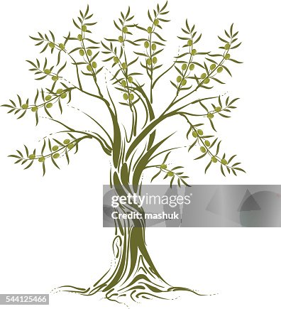 Olive tree Olive tree