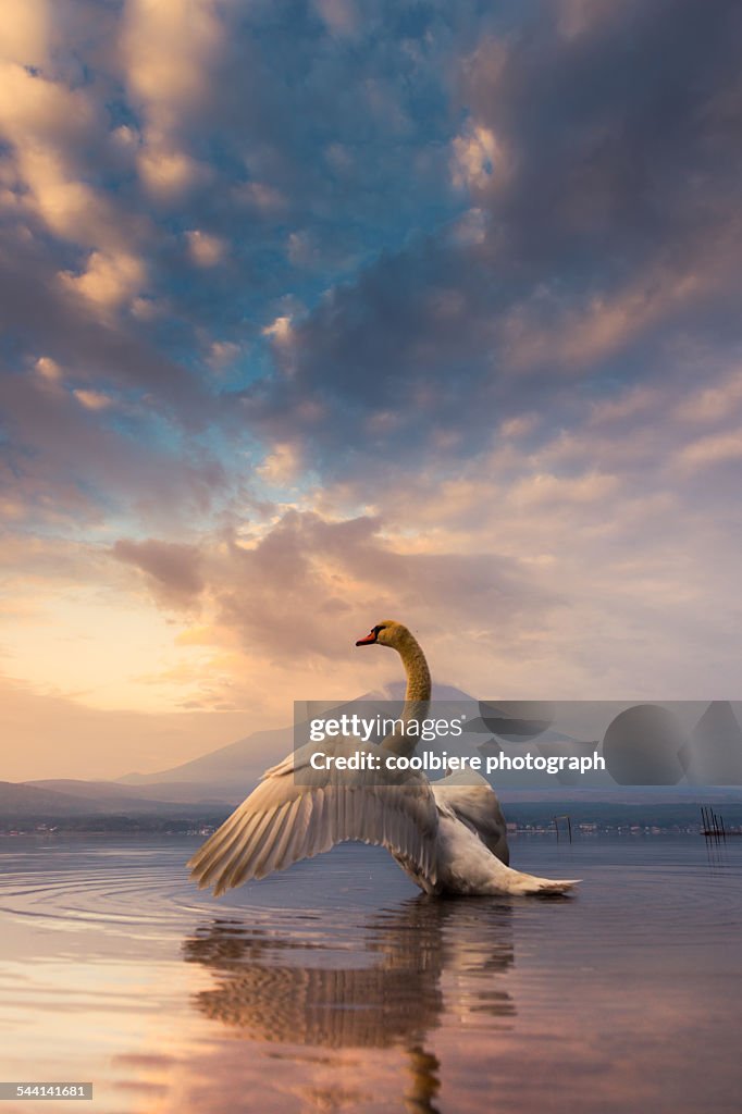 A Swan spread its wings with Mt. Fuji background