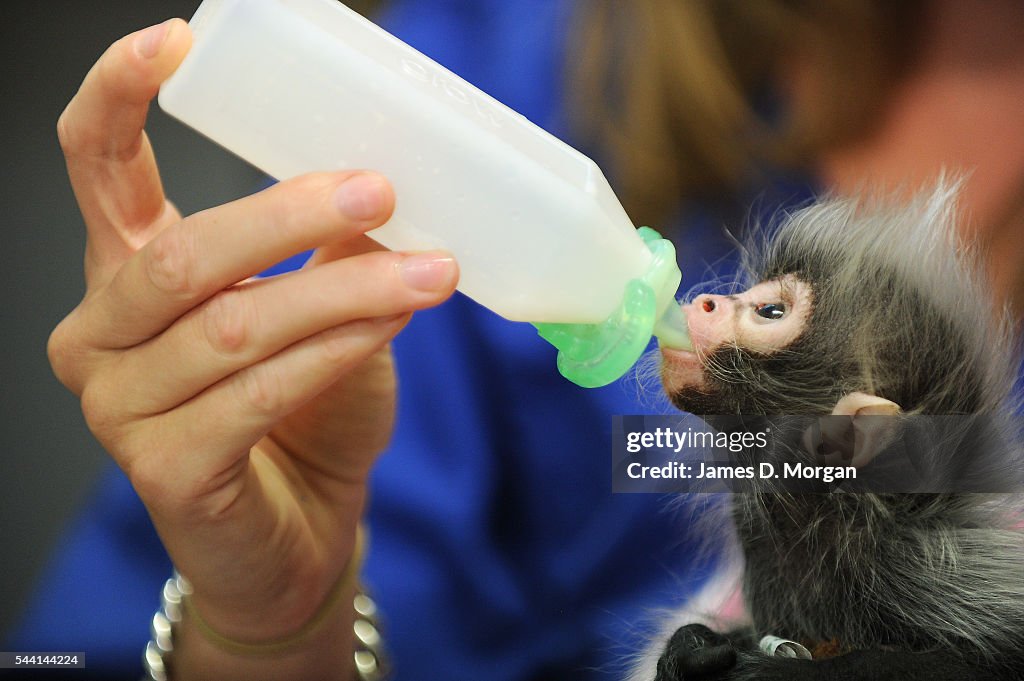 Around the clock to care for a tiny baby Spider Monkey.