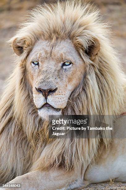 lying white lion - leão branco - fotografias e filmes do acervo
