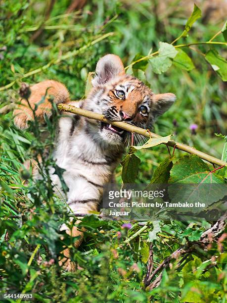 tiger cub biting a branch - tigre da sibéria - fotografias e filmes do acervo