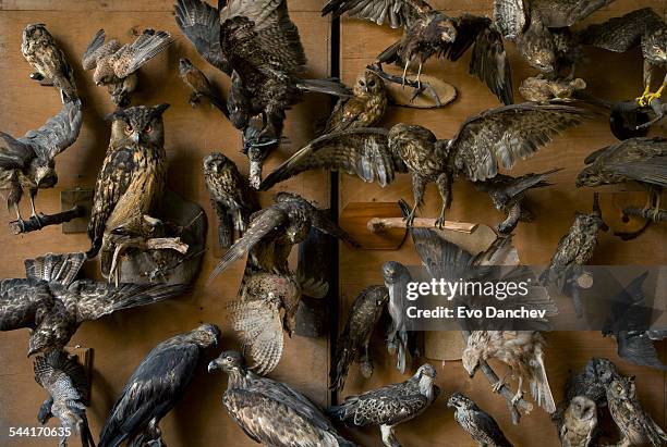 threathened raptor species - taxidermy stock pictures, royalty-free photos & images