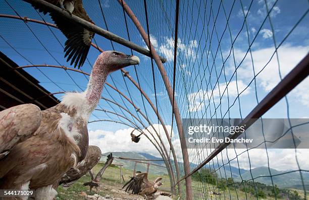 vultures waiting for freedom - aviary stock pictures, royalty-free photos & images