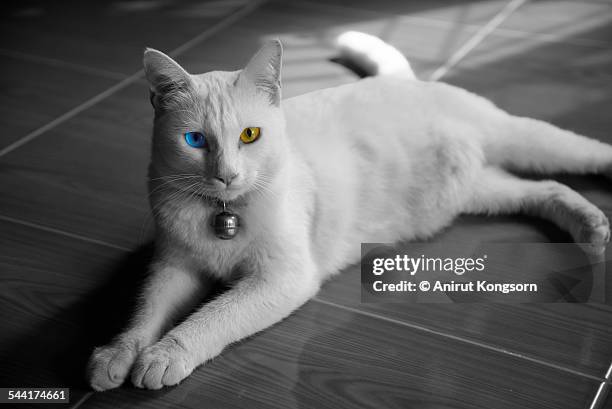 different color eyes cat - heterochromatin stock pictures, royalty-free photos & images