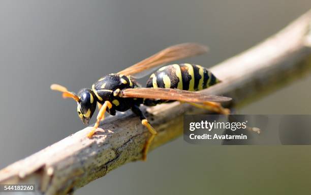 wasp on a tree - wespe stock pictures, royalty-free photos & images