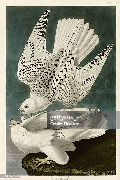 An illustration published in Birds of America by John James Audubon. 19th century.