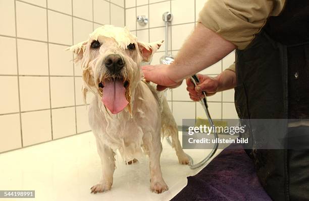 West Highland Terrier im Hundesalon "Sparks", einem Salon fuer Hunde von Udo Walz in der Uhlandstrasse in Berlin - Charlottenburg.