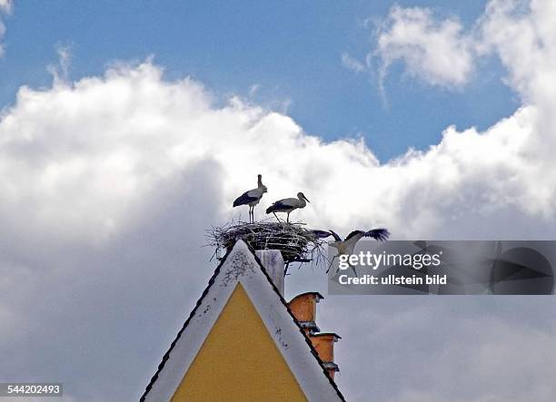 Störche im Storchennest. Der junge Storch wird fluegge und wagt unter den Augen seiner Storcheneltern seinen ersten Ausflug aus dem Nest.