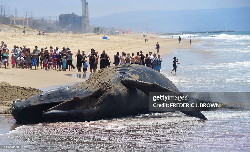 US-ANIMAL-WHALE