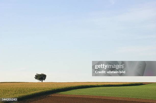 Ein einzelner Baum auf einem Feld