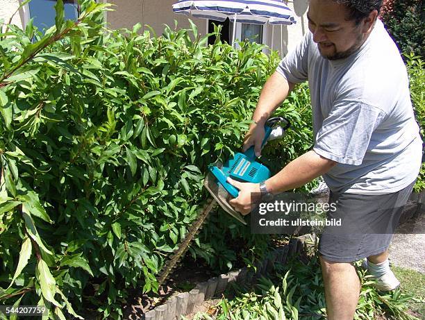 Gartenarbeit im Sommer, schneiden einer Hecke mit elektrischer Heckenscheere