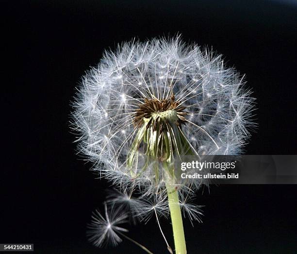 Der Loewenzahn, die Pusteblume