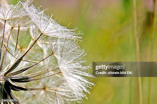 Deutschland, - Pusteblume.