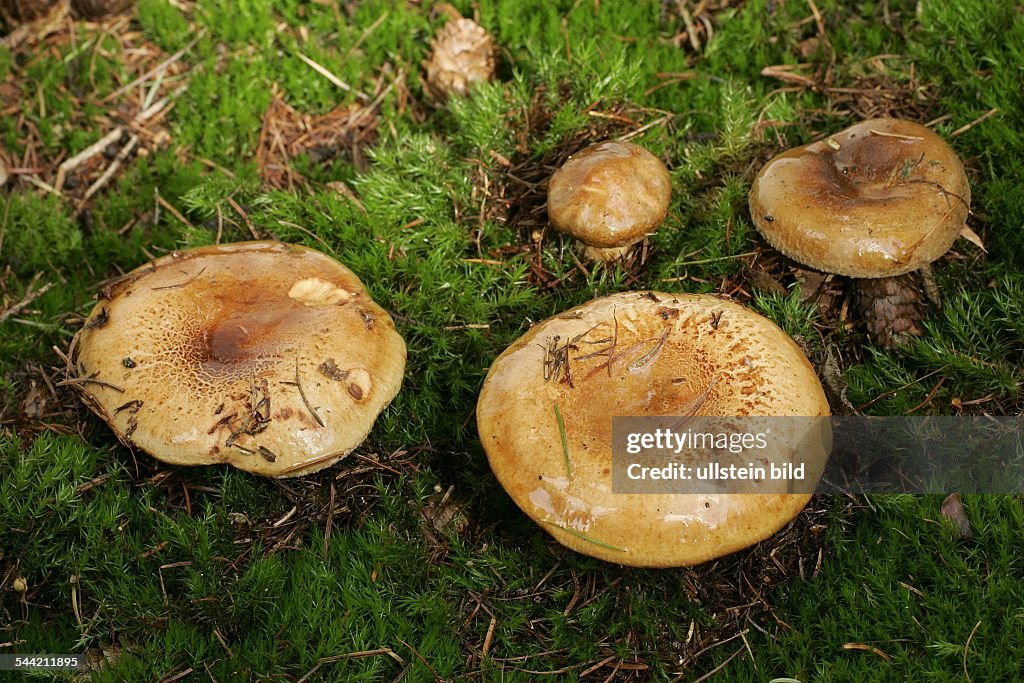 Kahler Krempling - Pilz - (Paxillus involutus)