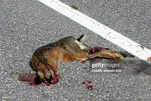 Wildunfall, überfahrener Hase auf der Fahrbahn