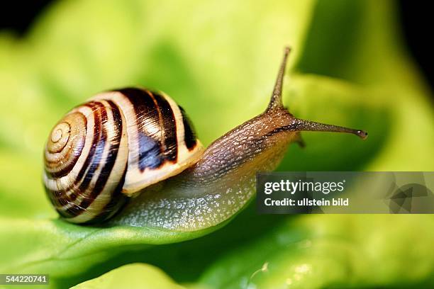 Schnecke auf einem Blatt- 2005