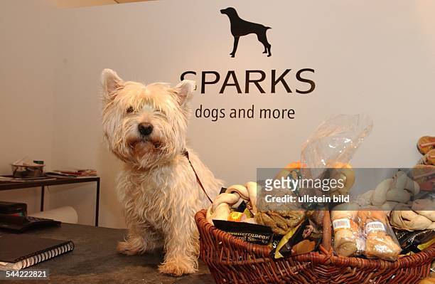 West Highland Terrier im Hundesalon "Sparks", einem Salon fuer Hunde von Udo Walz in der Uhlandstrasse in Berlin - Charlottenburg.