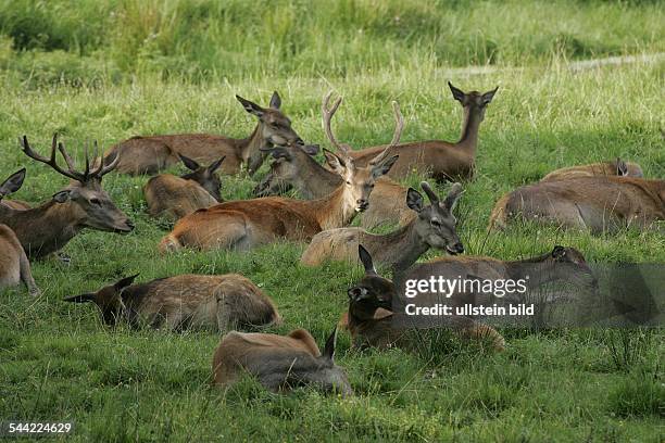 Rotwild Rudel 95 Rotwild Stock Photos, High-Res Pictures, and Images - Getty Images