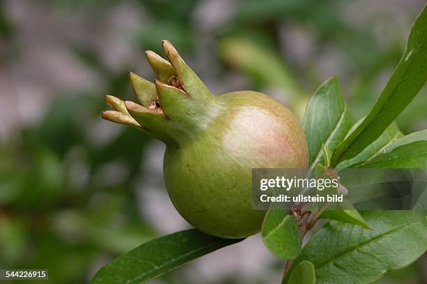Granatapfelfrucht- 2005