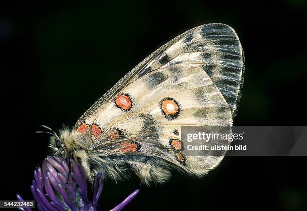 Apollo Falter auf Bluete eine Teufelskralle sitzend