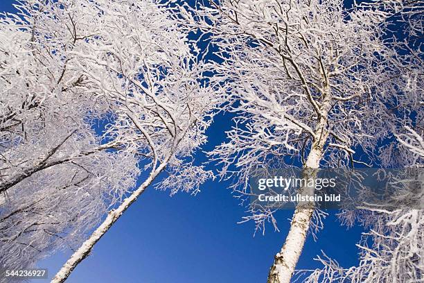 Deutschland, Bayern: Winterliche Landschaft bei Bad Bayersoien. Vereiste, schneebedeckte Bäume in der Wintersonne.