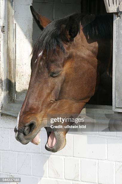 Deutschland, Berlin, - Pferd schaut aus dem Stallfenster und gaehnt