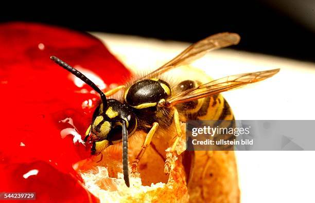 Eine Wespe, Vespula, frisst an einem Broetchen das mit Marmelade bestrichen ist