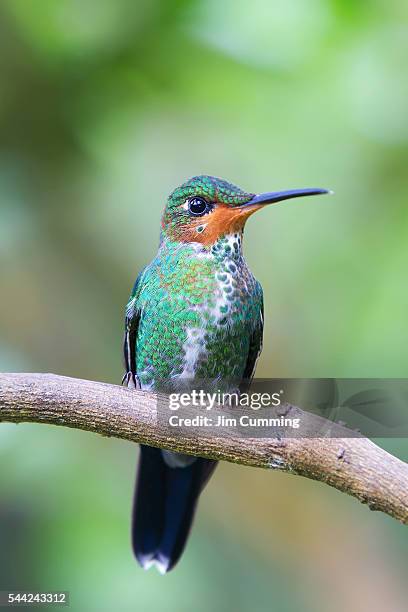 green-crowned brilliant hummingbird - heliodoxa jacula imagens e fotografias de stock