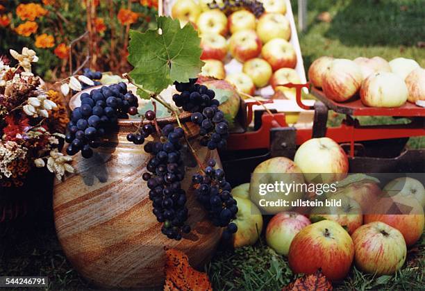 Ernte - Blaue Weintrauben in einem Krug, Aepfel auf einer alten Waage, Blumen