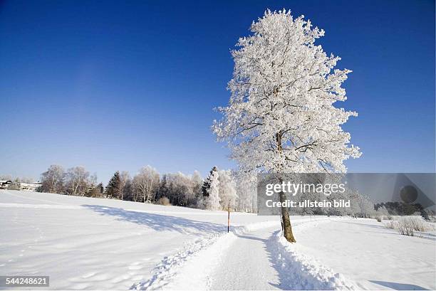 Deutschland, Bayern: Winterliche Landschaft bei Bad Bayersoien. Vereiste, schneebedeckte Bäume in der Wintersonne.