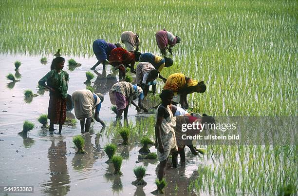 Indien, Tamil Nadu: Arbeiterinnen auf einem Reisfeld. - 2003